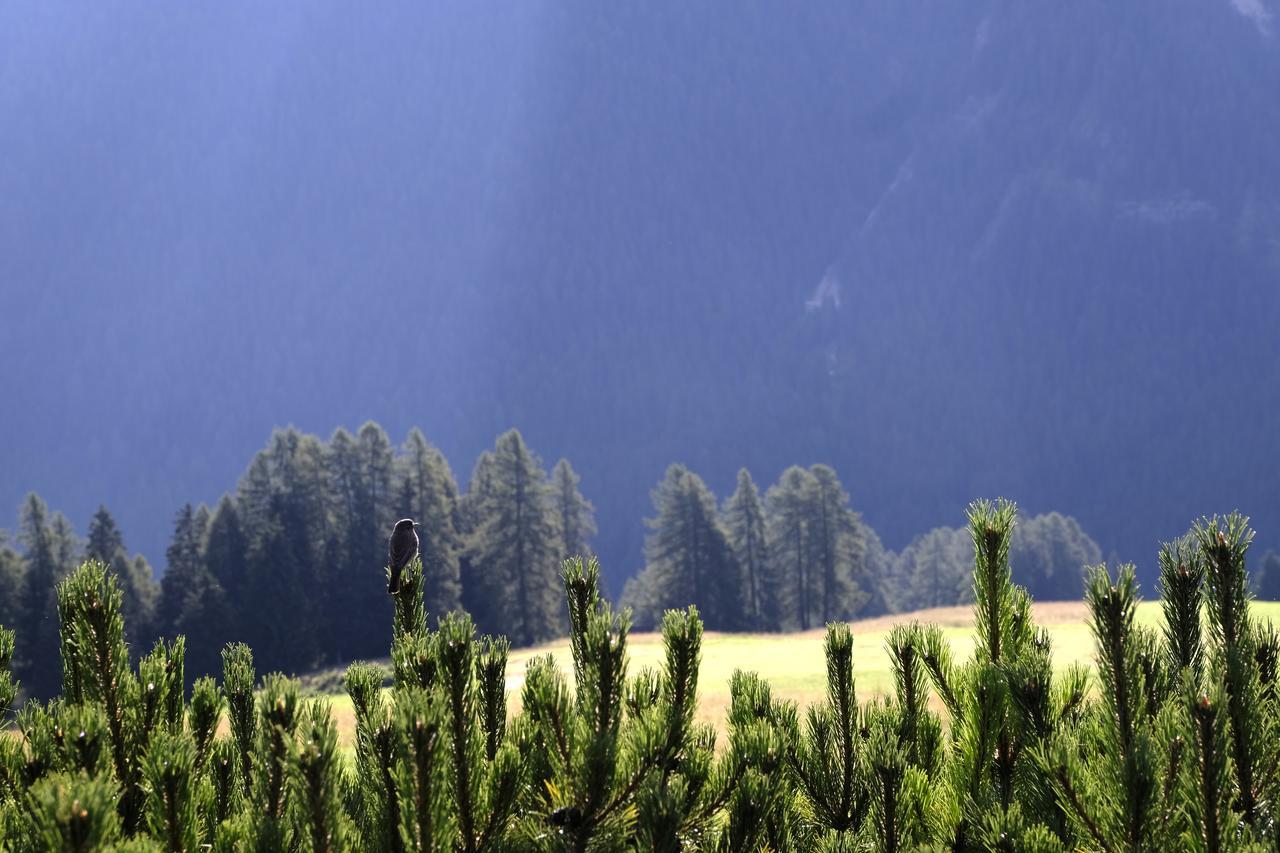 B&B Fior Vigo di Fassa Εξωτερικό φωτογραφία